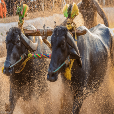 Kambala Festival Package Tour